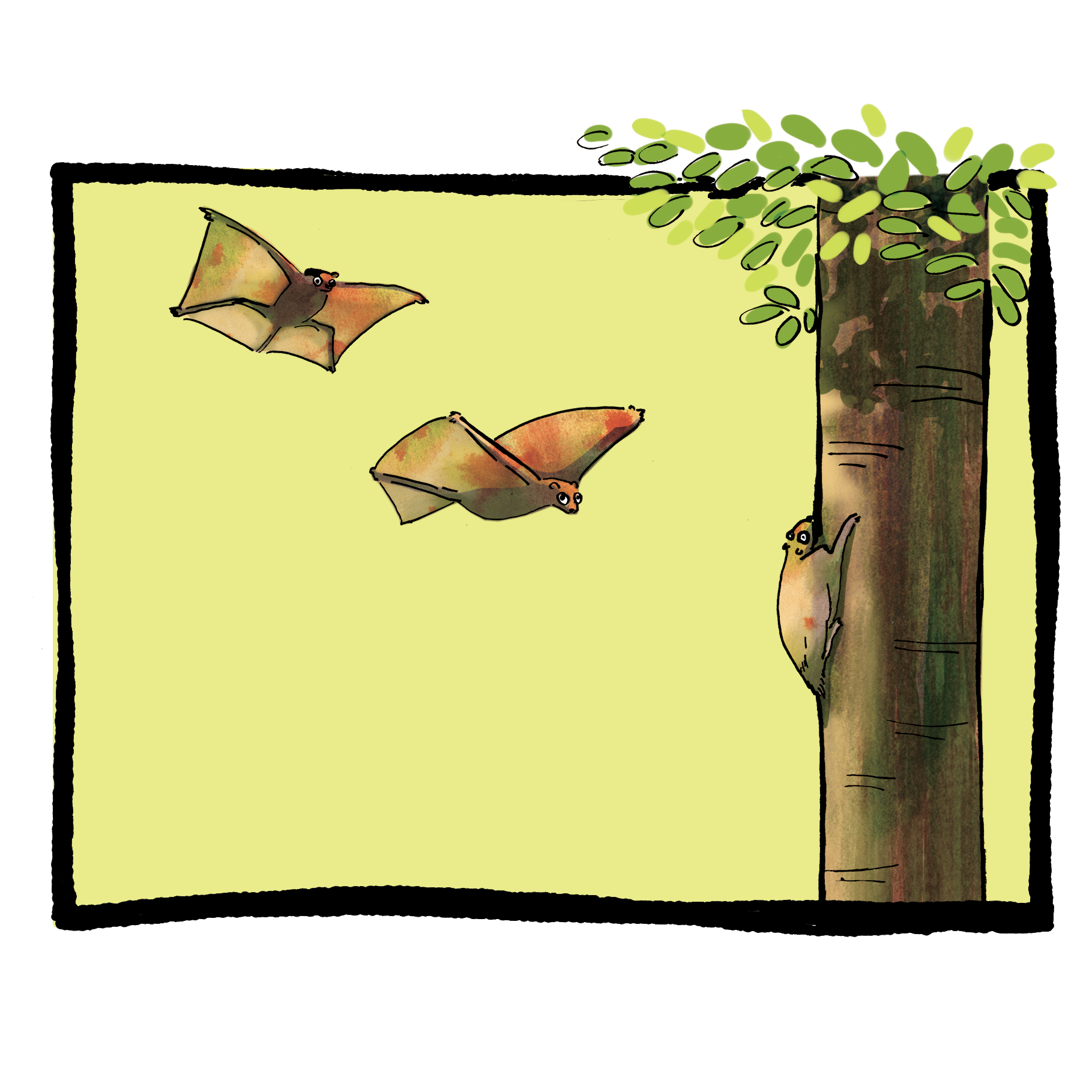 illustrations of a colugo flying to a tree