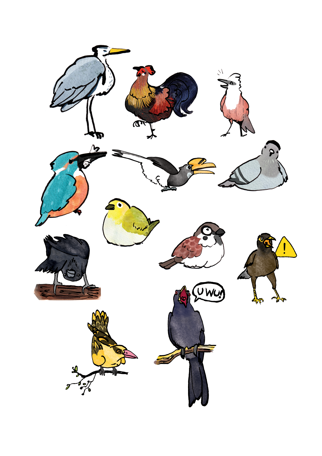 illustrations of some birds found in Singapore